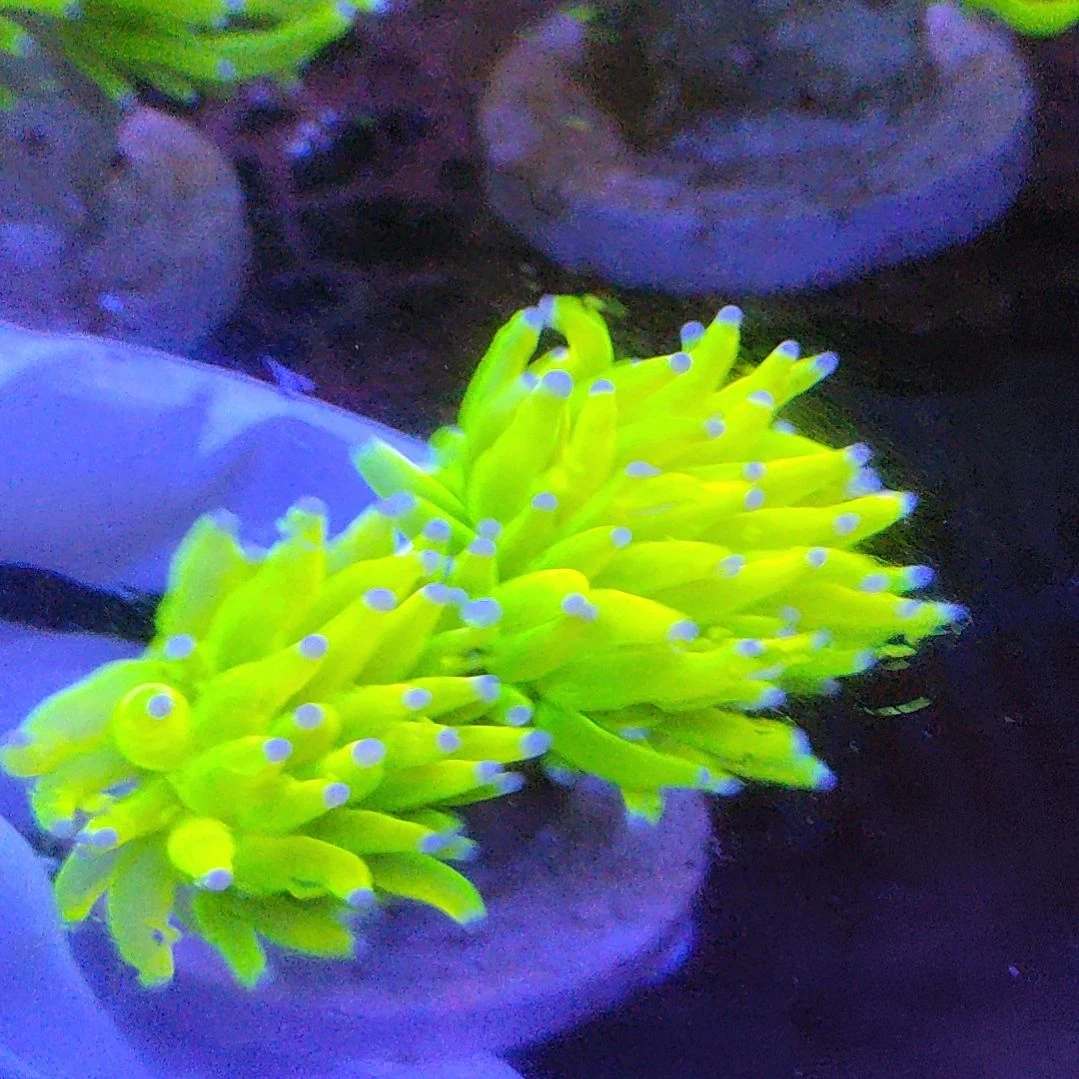 智海海洋珊瑚馆 竞拍链接