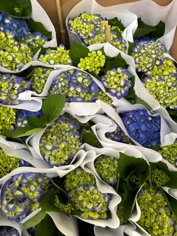 [吉普]绣球 花期长 花头大 易养护阳台庭院盆栽