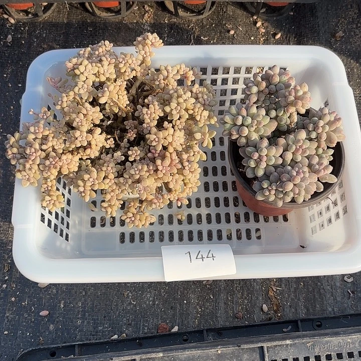 完全开放姬秋丽144