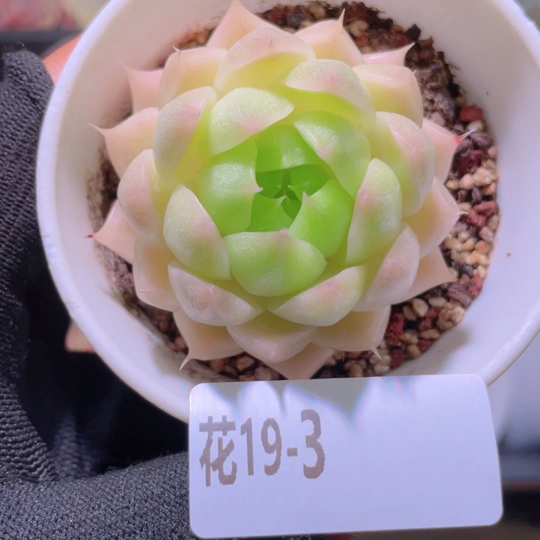 花利美19-3麦秆单头