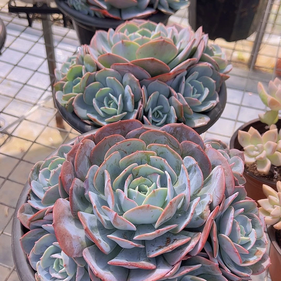 红粉台阁大单头带多仔手捧