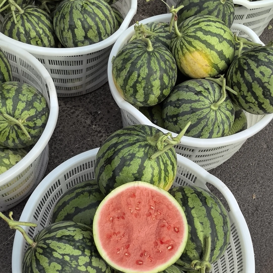 盐城无籽麒麟西瓜｜带皮约4.5-10斤江苏省