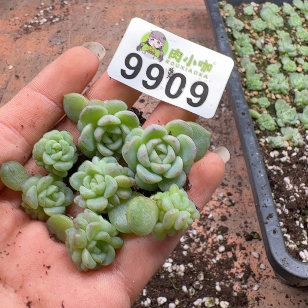 多肉植物多肉植物