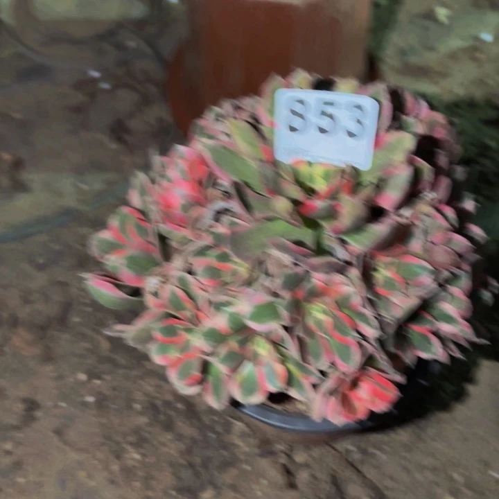 853皇后多肉植物不售后