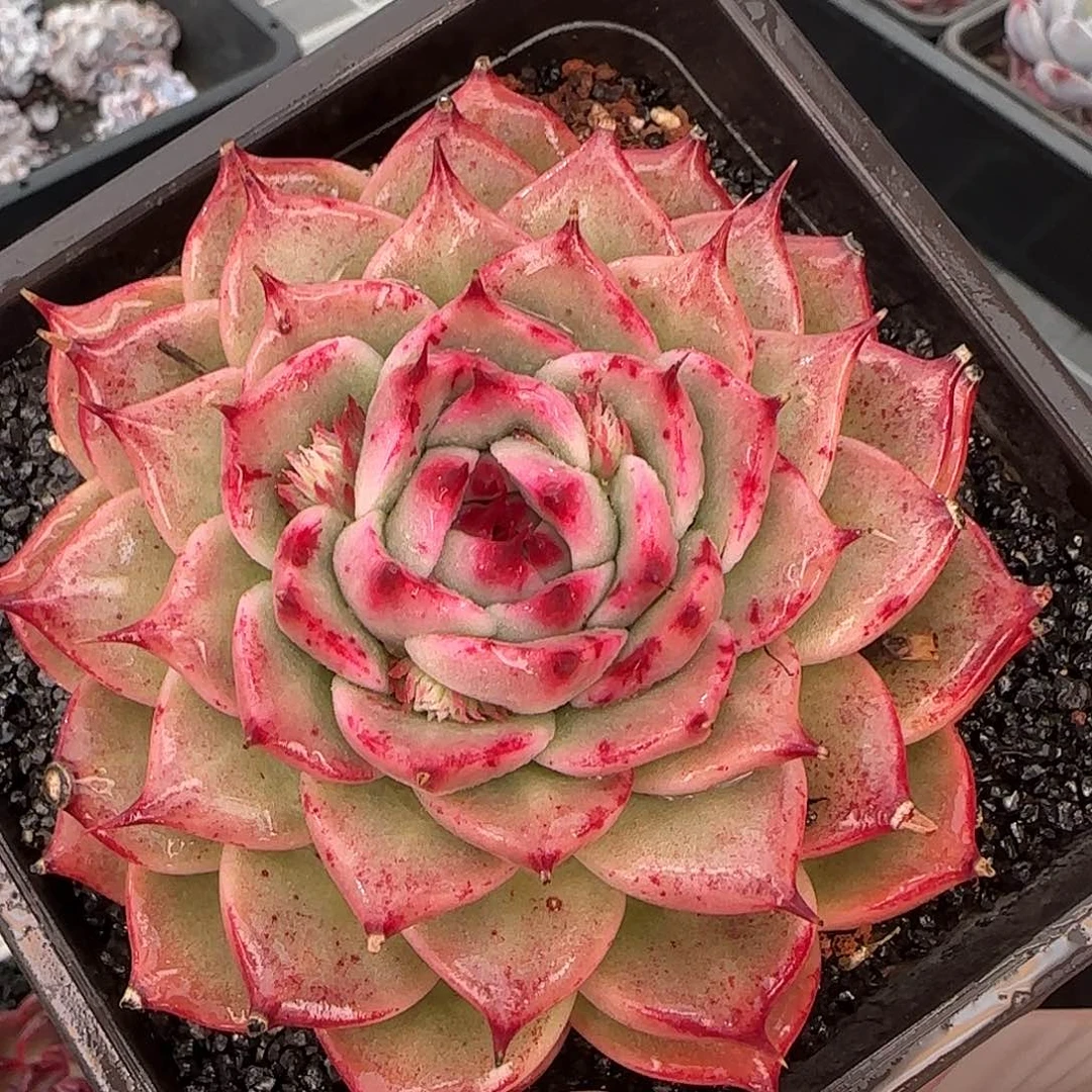 从前慢花园精选托斯卡