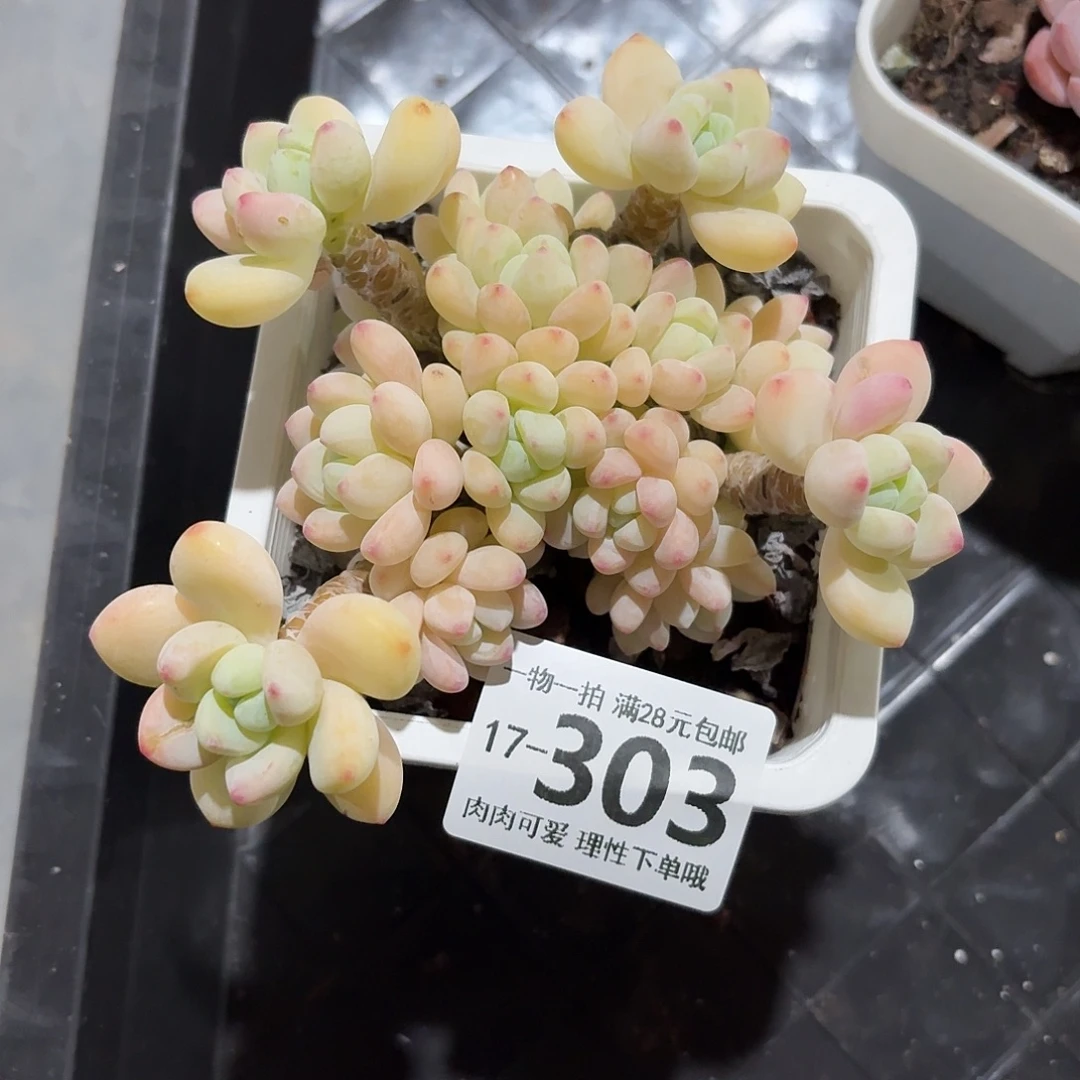 樱花罗琦无盆土发货无