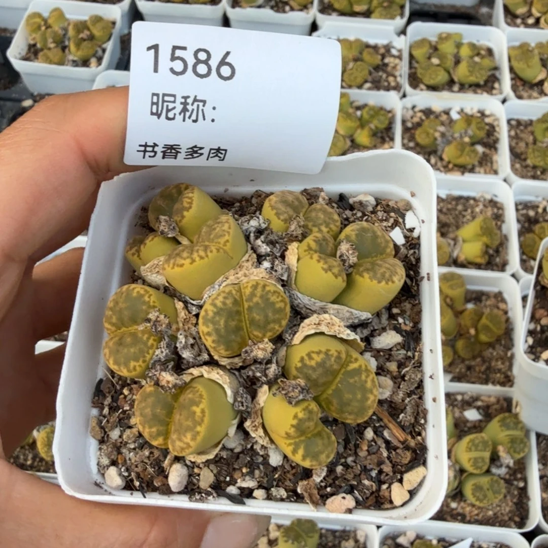 多肉植物多肉植物多肉植物