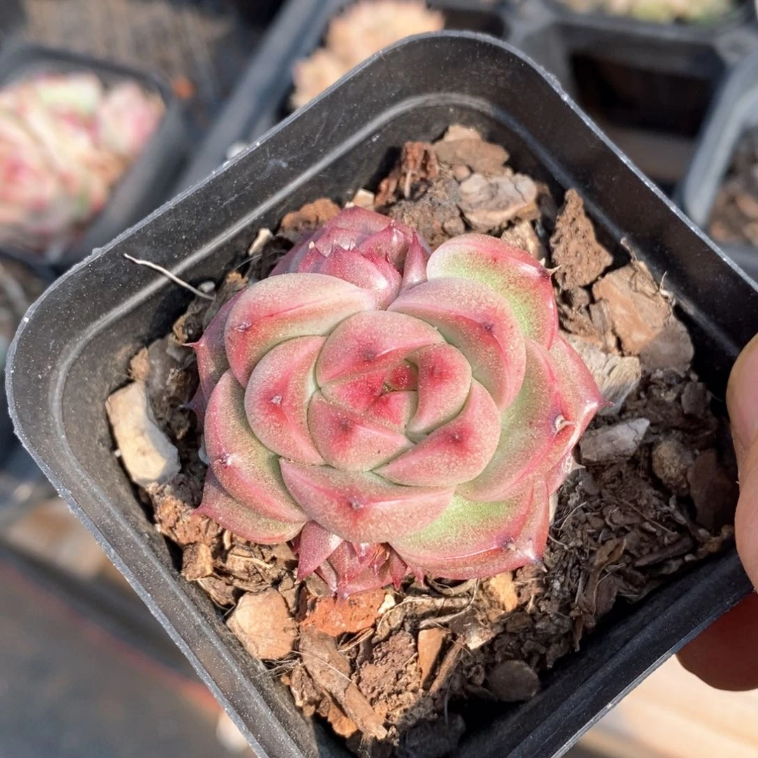 精品多肉一物一拍不包整015