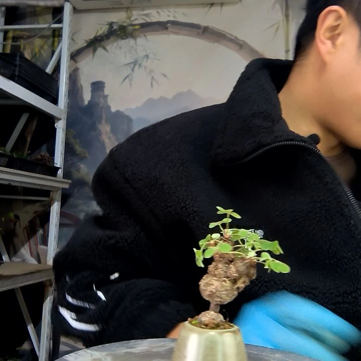 ****儿中青园艺一物一拍花264