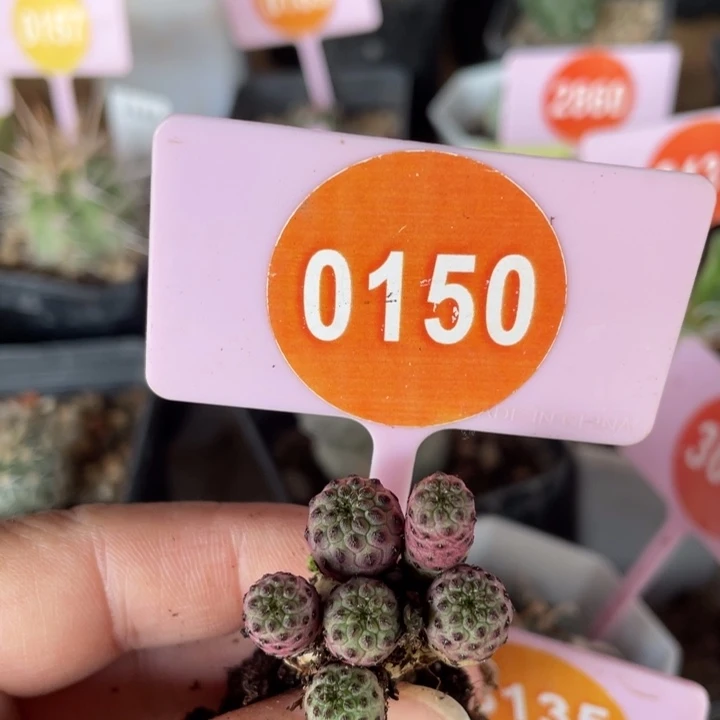 紫丽丸一群01500150