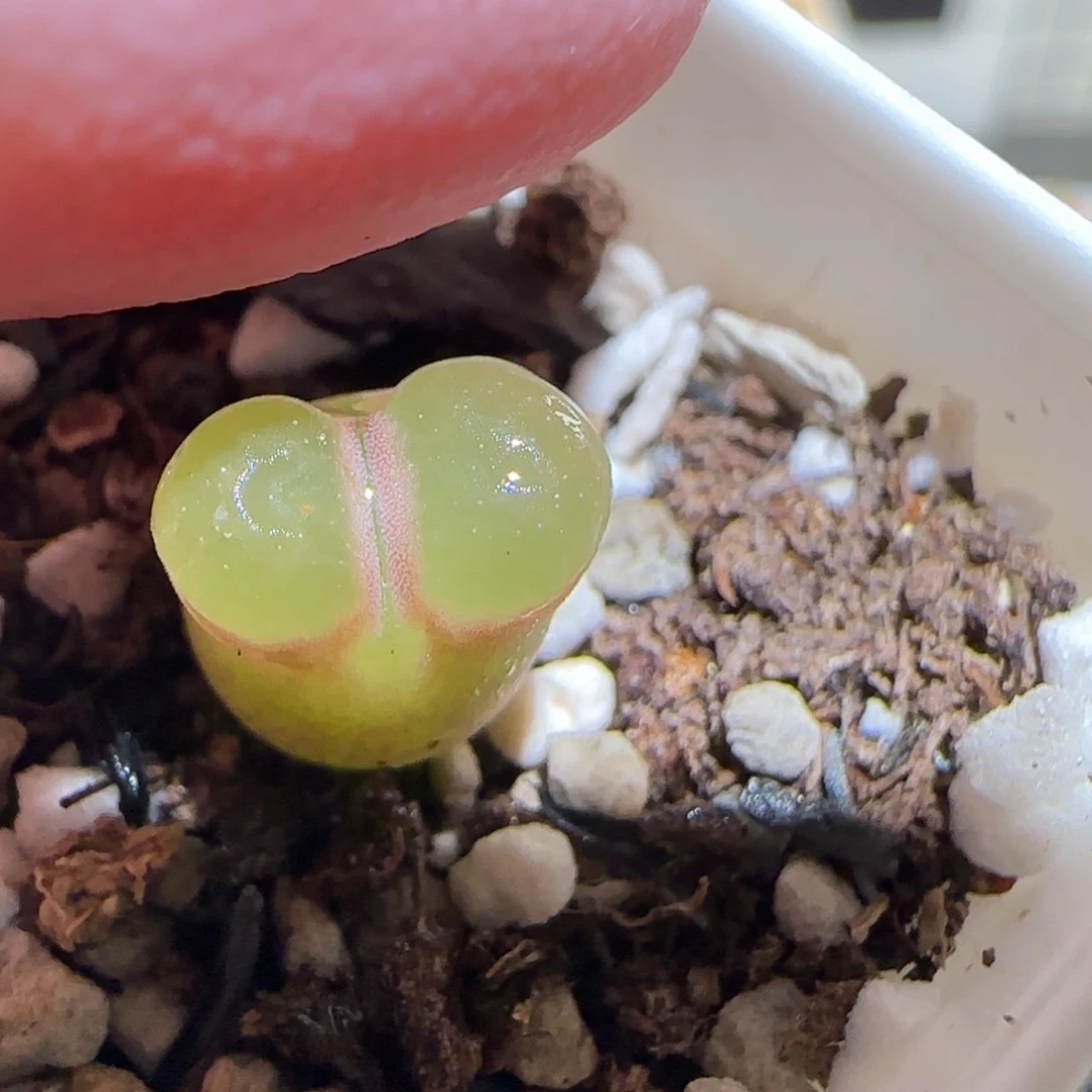 肉锥多肉植物百科-磁铁1763