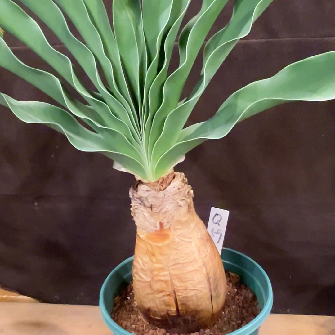 人***…汤圆植物巨凤之卵