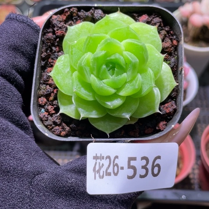 花利美26-536麦秆