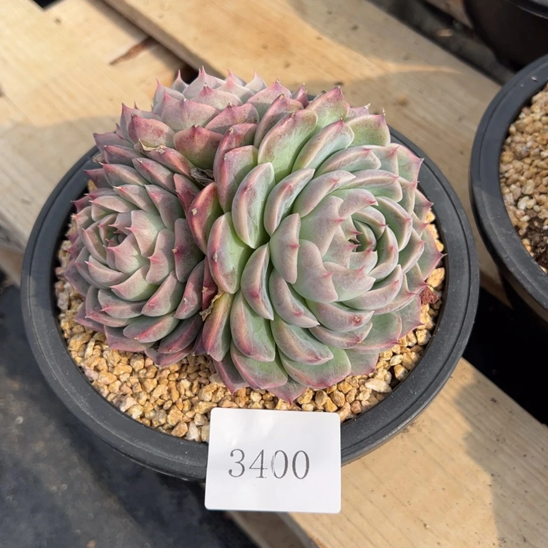 倩*3400多肉多多多多多