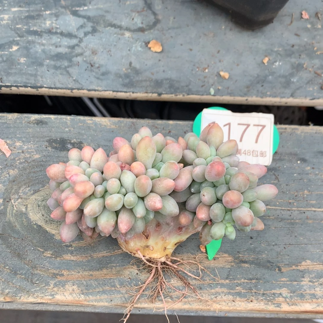 汤圆缀化开播福利1177