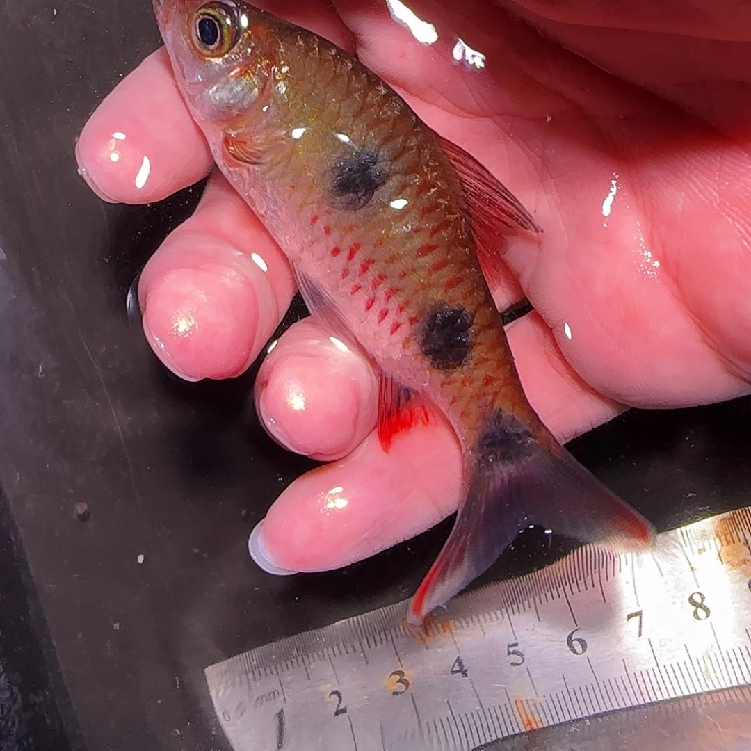 灯科鱼红23232323