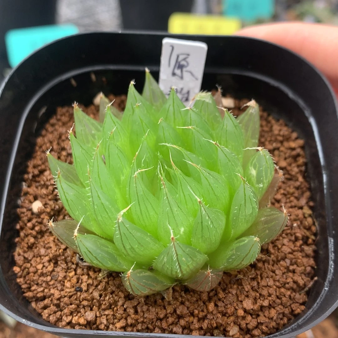 1号原始种一物一拍带盆