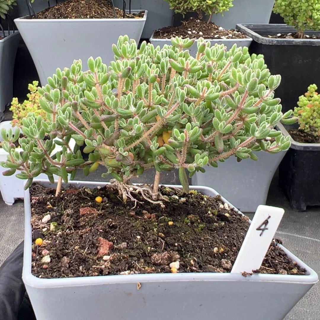 老桩造型根红宝石4号