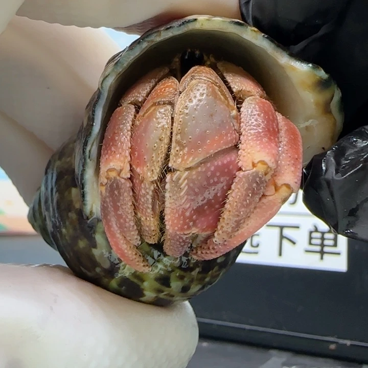 A59粉紫 灰白2.1cm口径