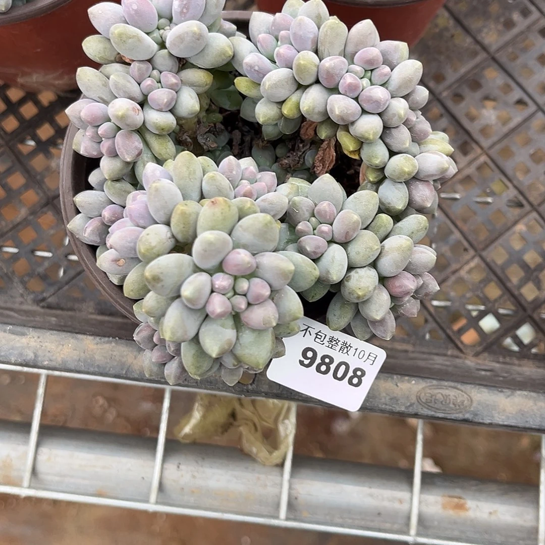 阿雅园艺。       9808星黛露