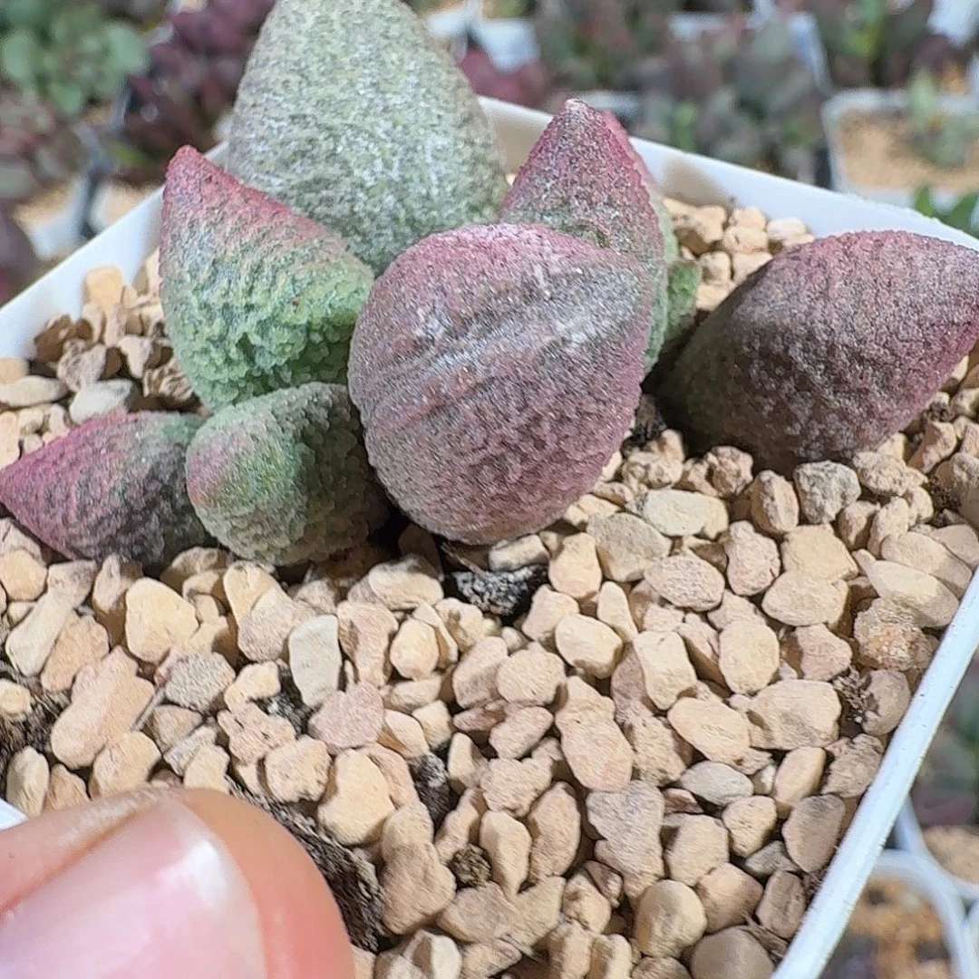 粉核桃