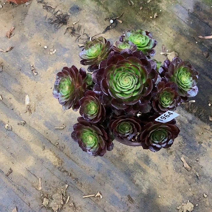 朝**拾多肉黑魔法师1964