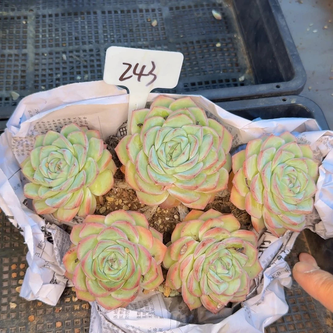 多肉植物的生长发育和生长