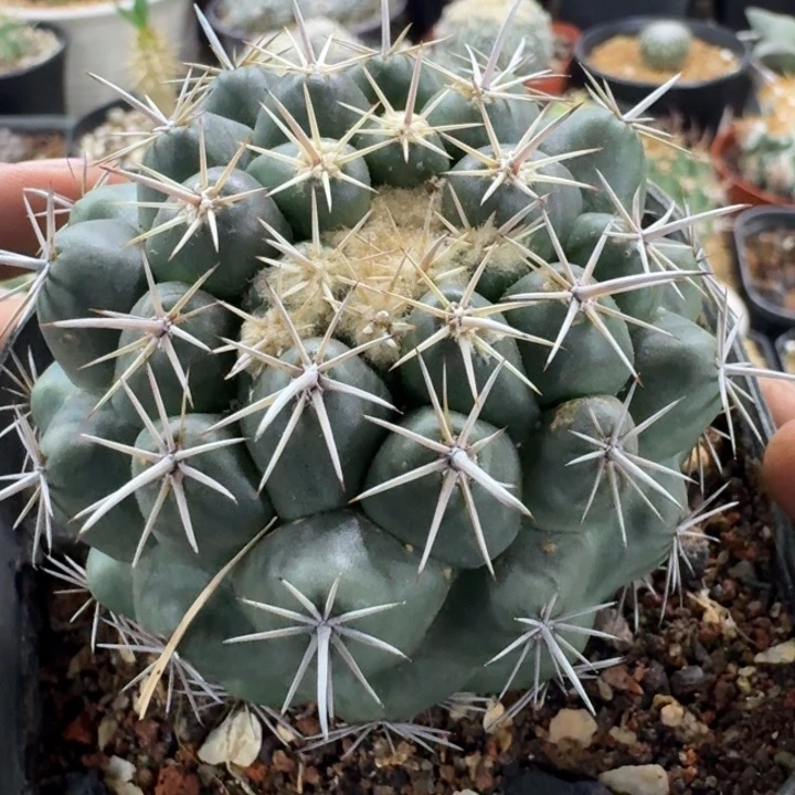 顶花属实生仙人球
