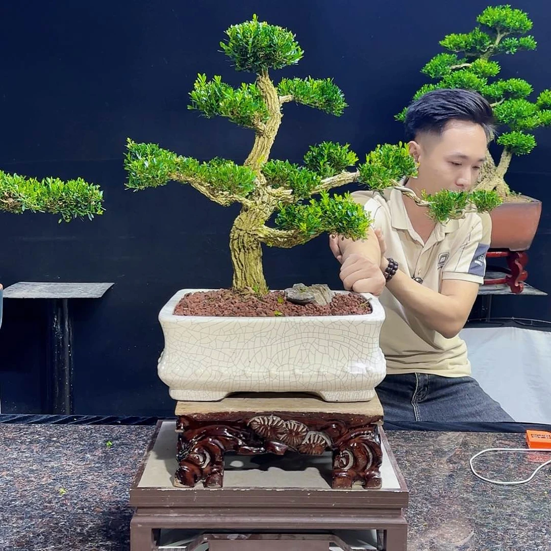 无花朵大**歌高端黄杨…..