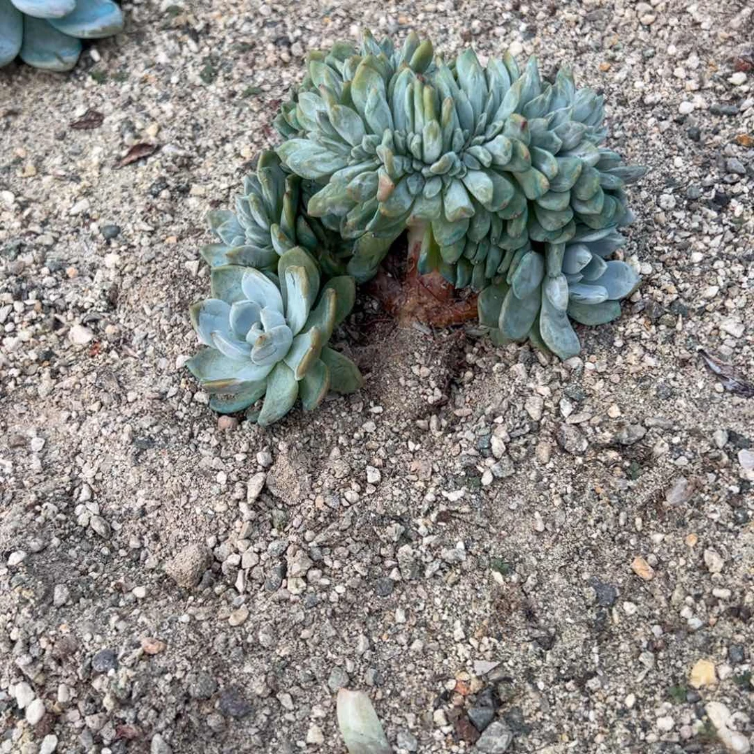 喜***玉深刻嫩嫩库斯库斯看看