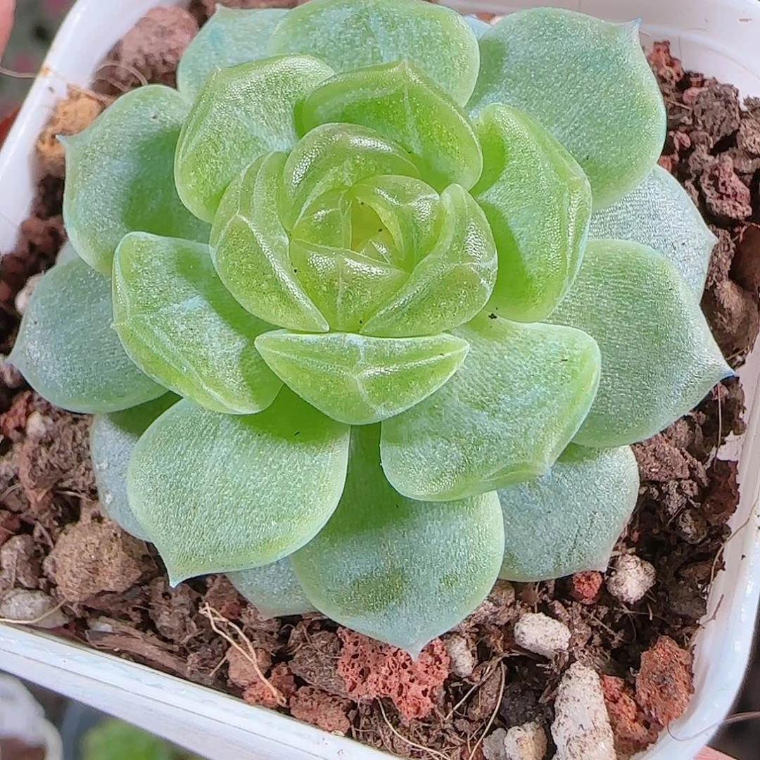 0919---134无尽灯糖心珍妮