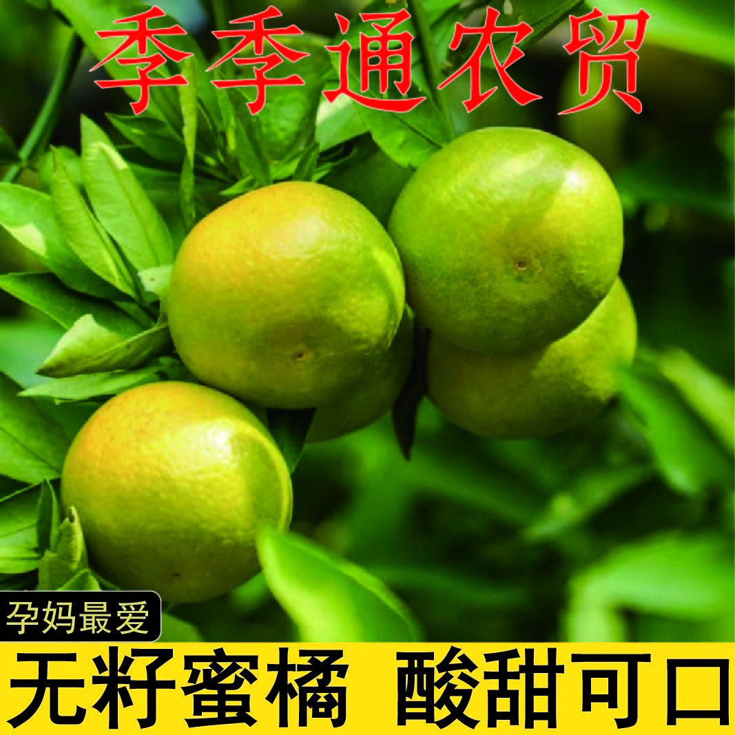湖北应季青皮无籽蜜桔新鲜水果酸甜可口皮薄多汁适合孕妇