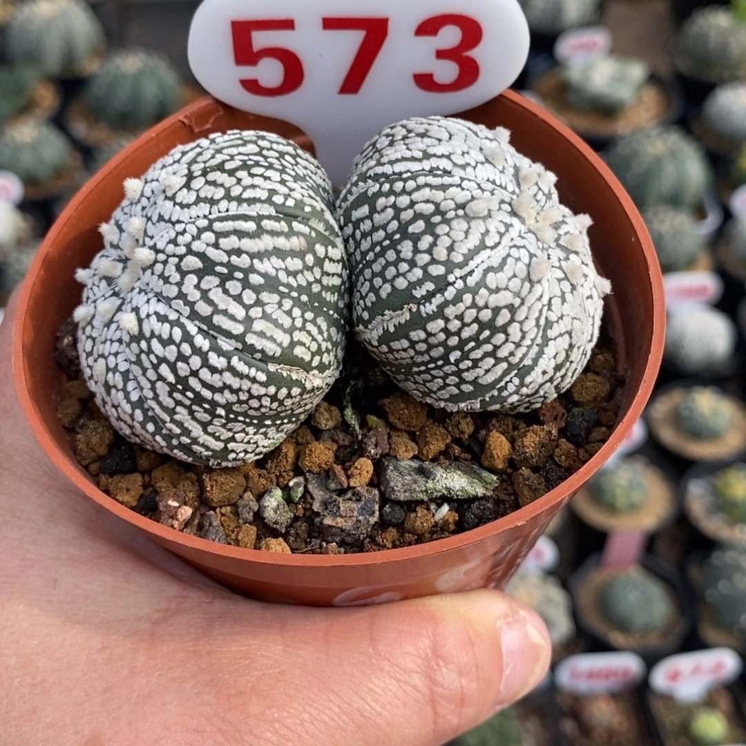 573双头浓白超兜