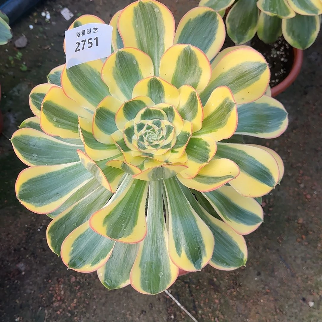 多肉植物王妃2751