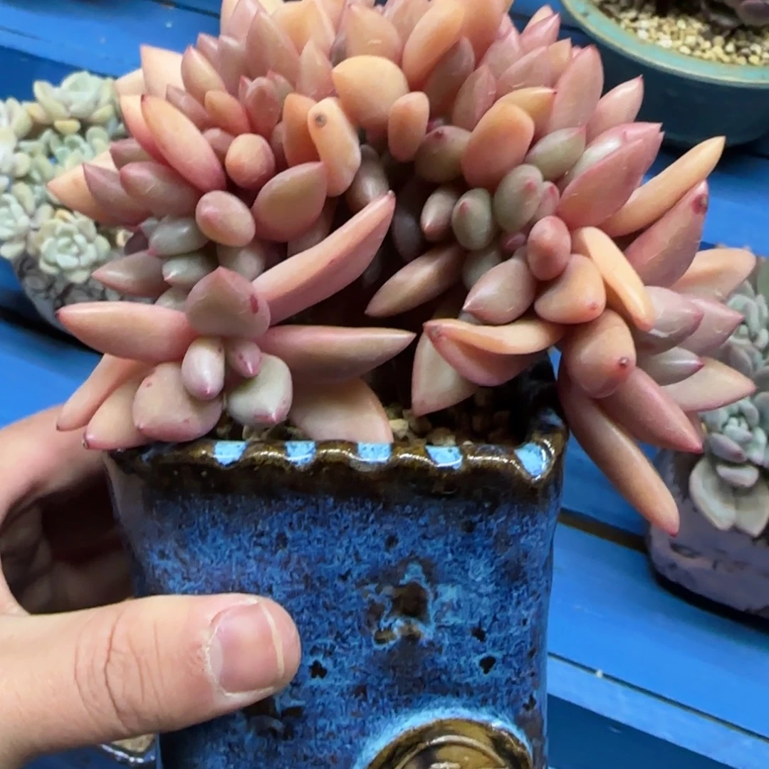 桃花源缀，发货点延迟