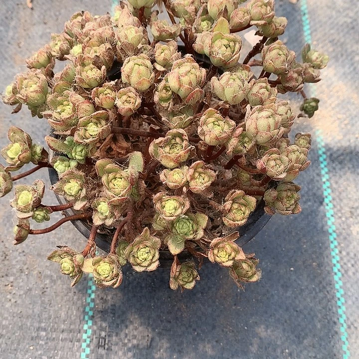 832小狐狸多肉植物