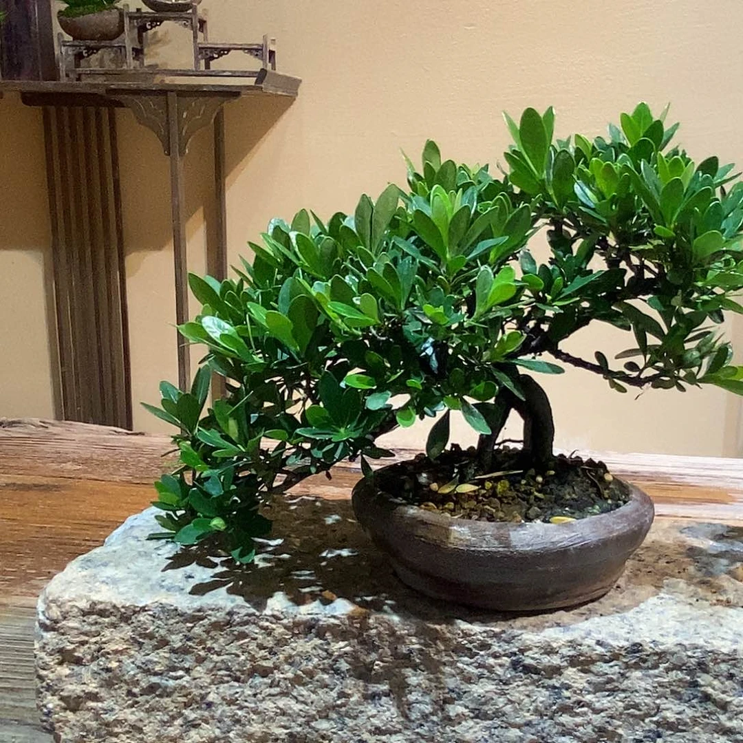 无花朵紫*栀子花