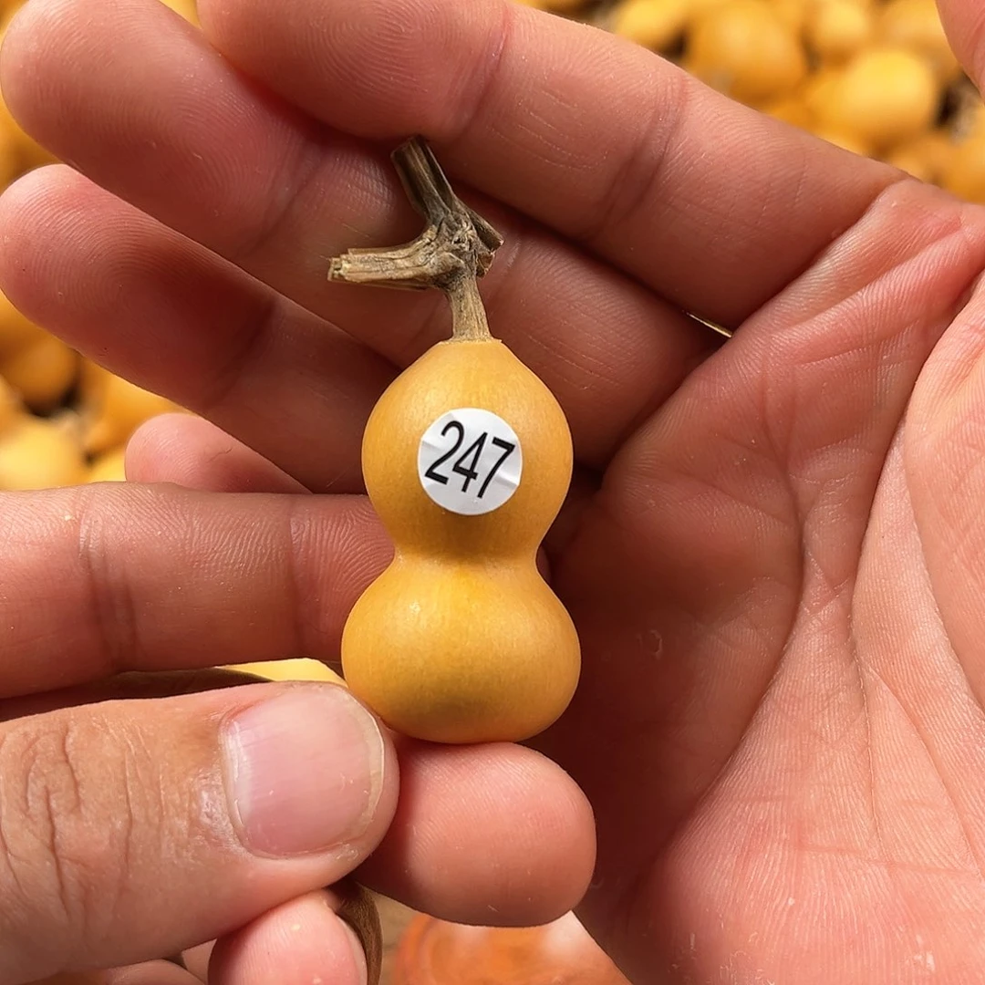 一葫芦葫芦葫芦葫芦247
