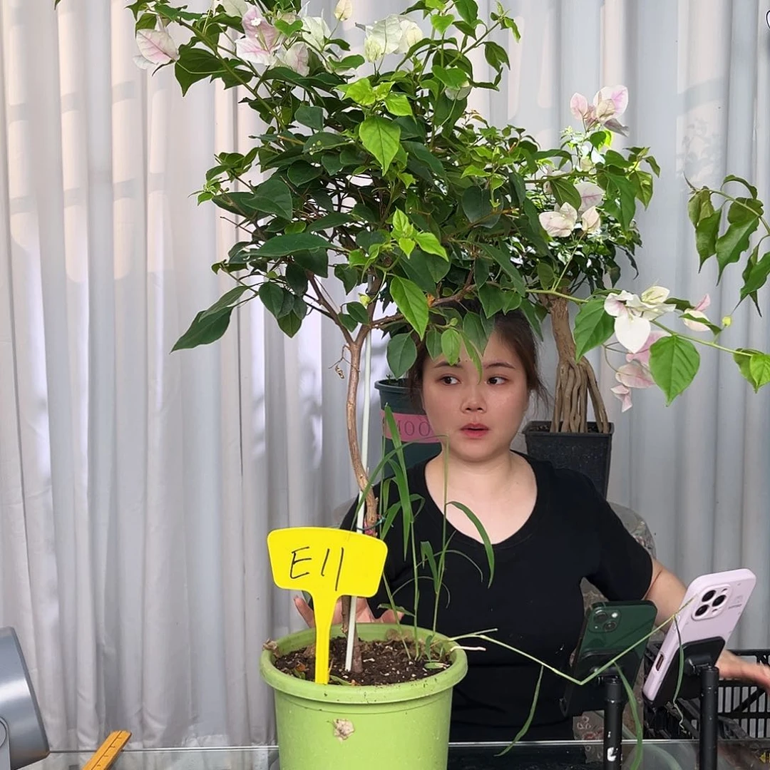 当前无花栽培后可以开花福*哥E11广红樱