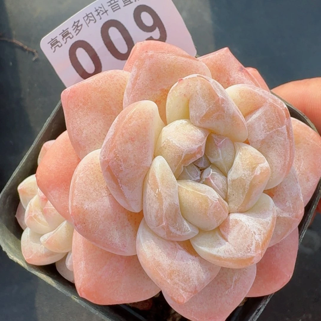 开播福利捡漏随单发满58包邮