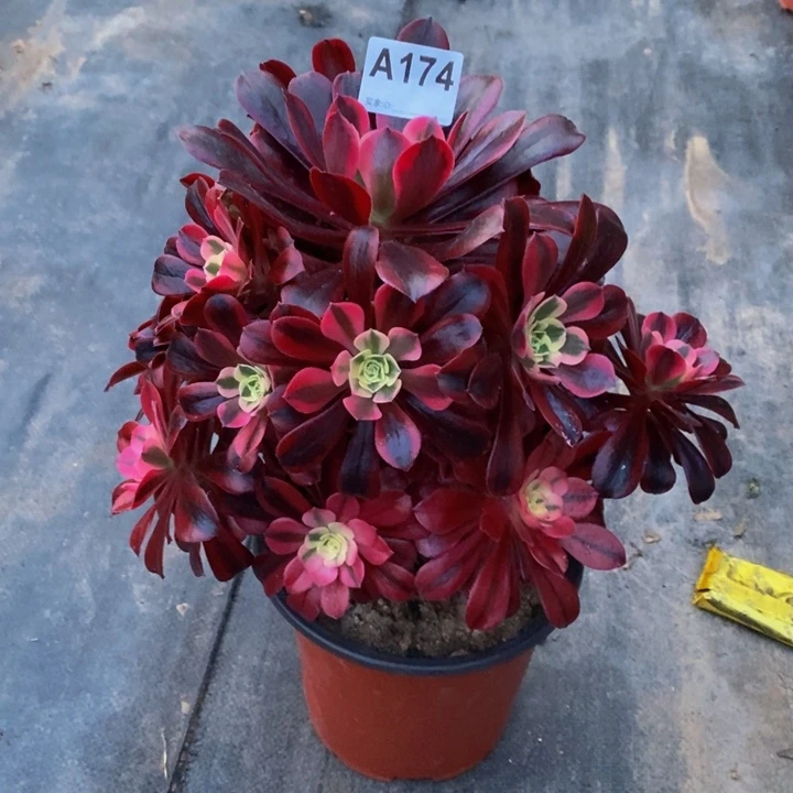 美杜莎多肉植物174