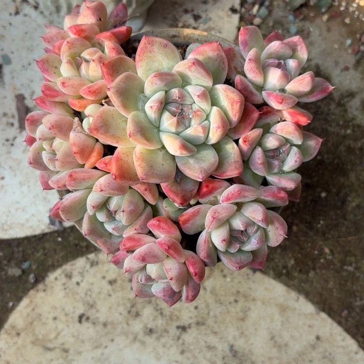 多肉植物阿尔巴佳人