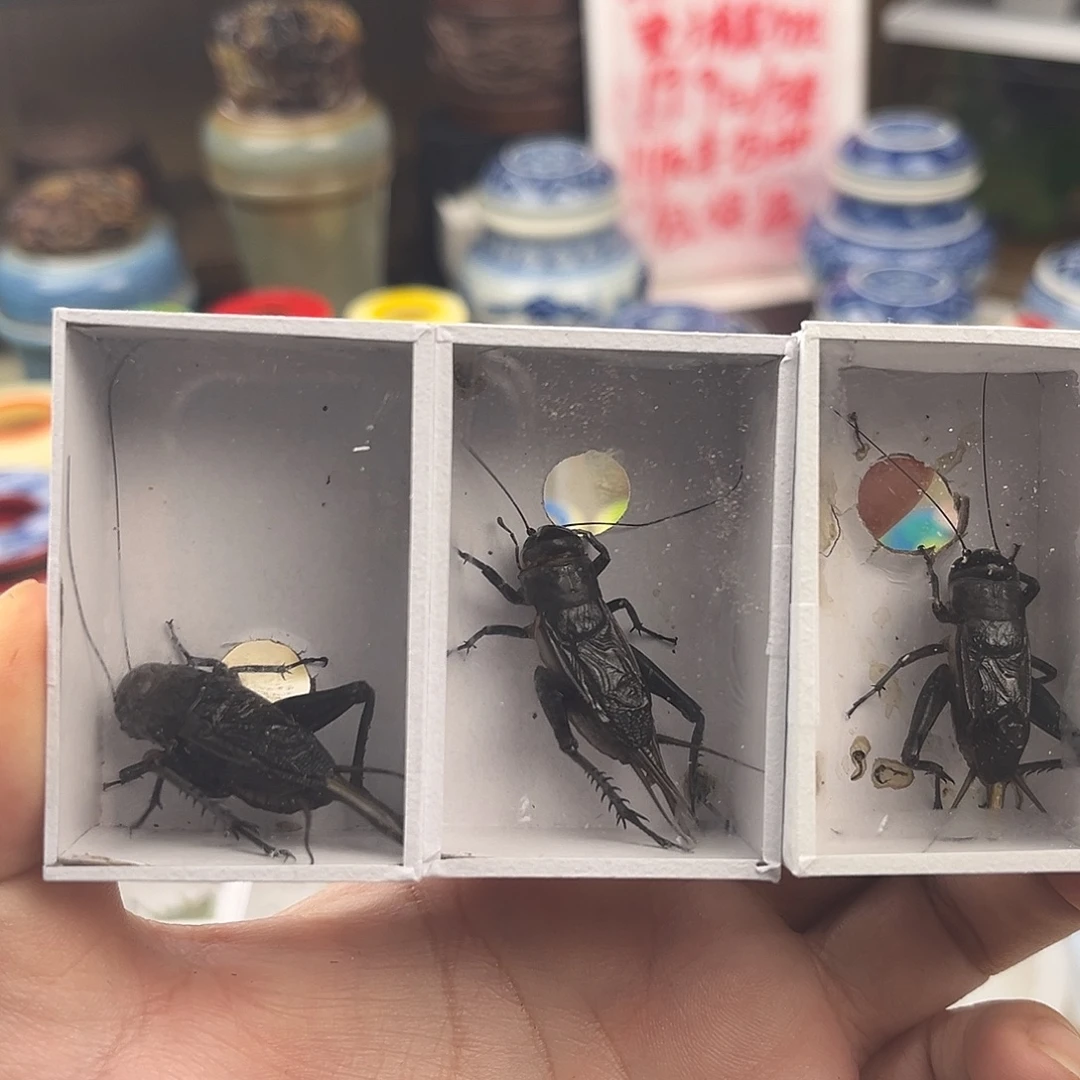 三条精品油葫芦拍拍拍