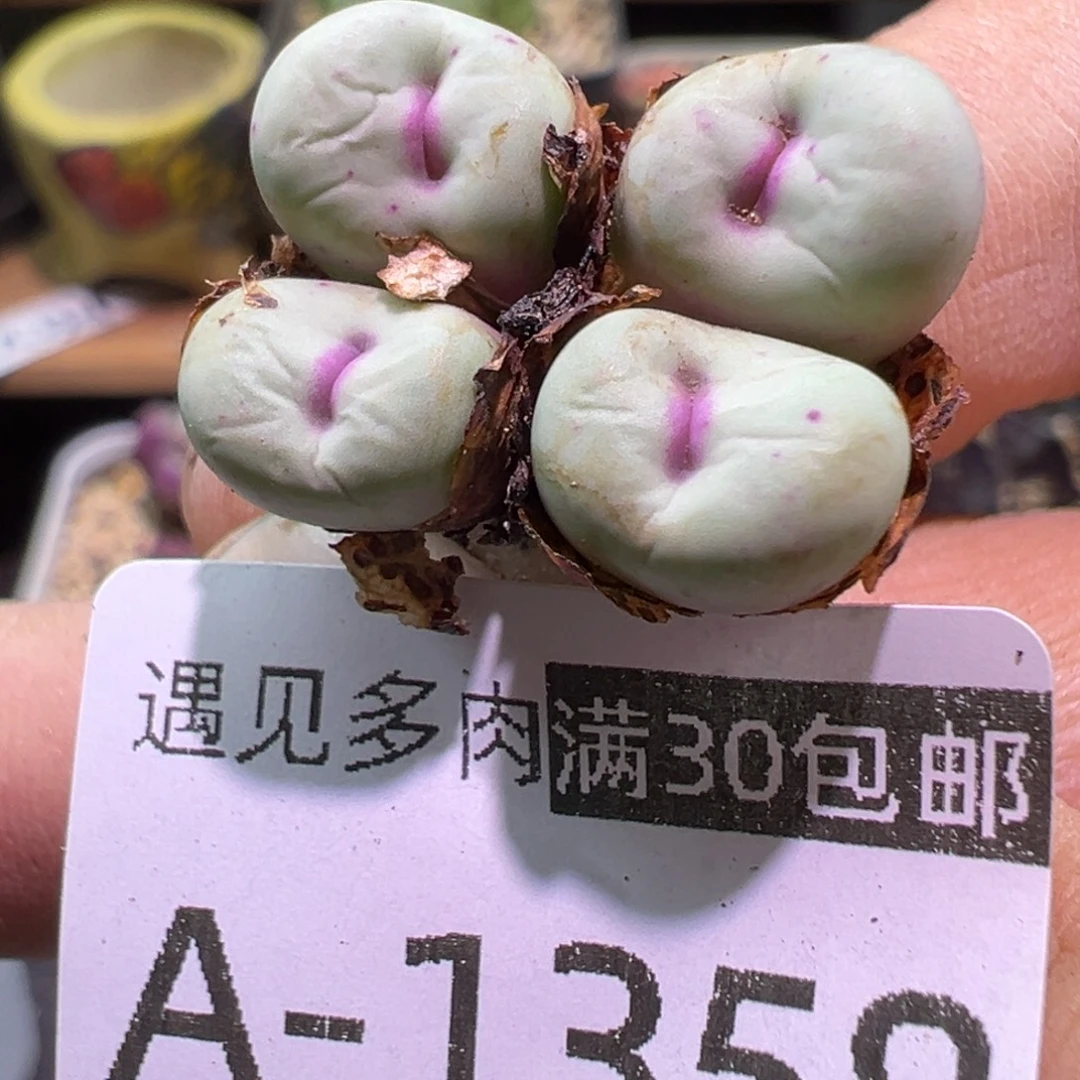 多肉植物11111111111