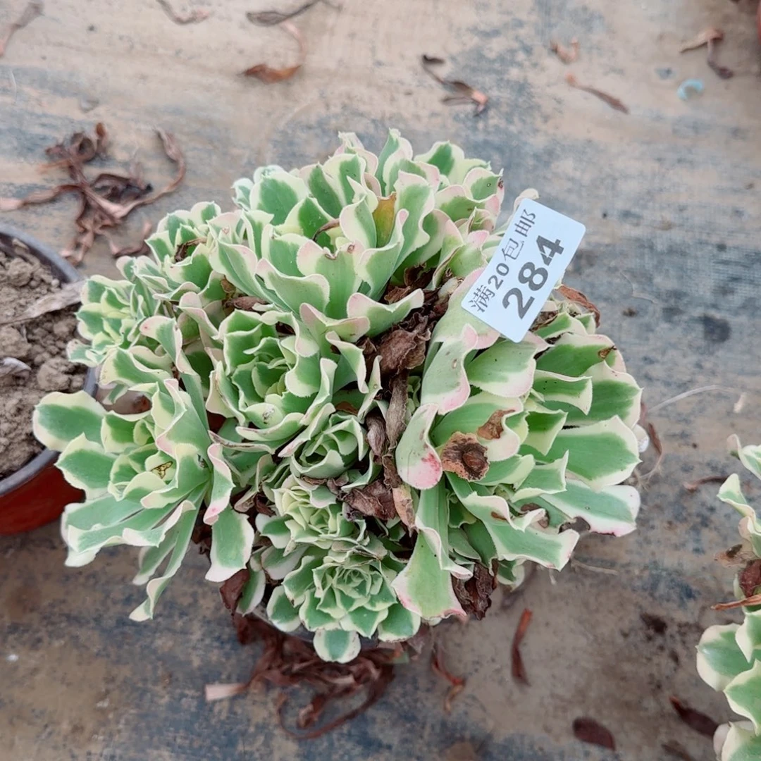 雨花石284满20包邮断枝不包