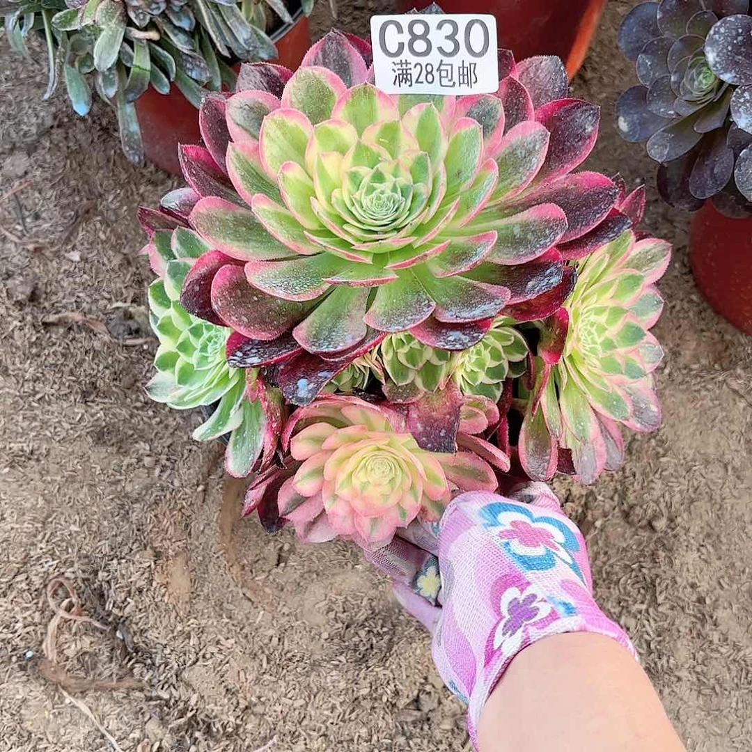 O. 830海王多肉11112