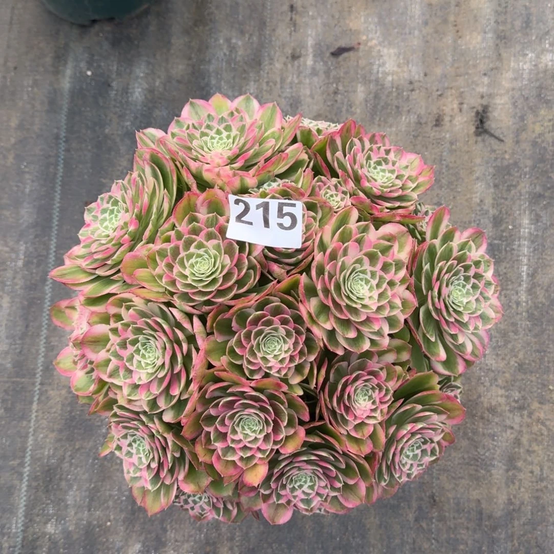 松*215！孔雀翎法师多肉植物