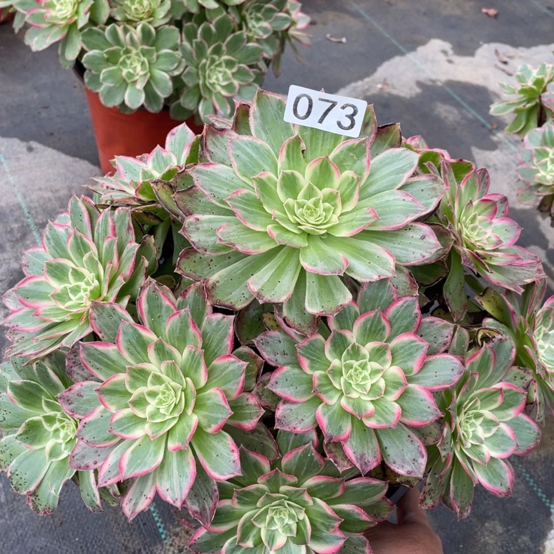 莲花多肉植物老桩