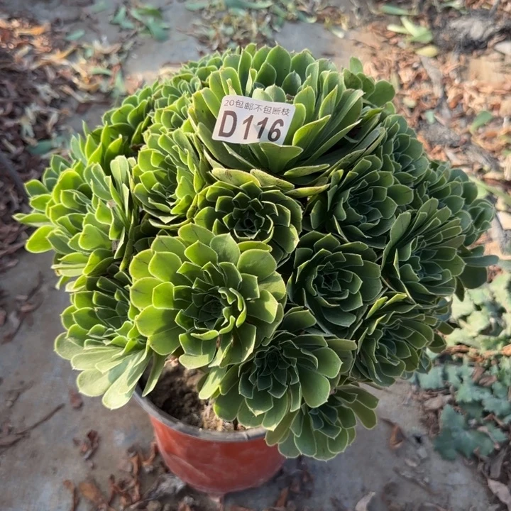 魅灵玫瑰……多肉植物……