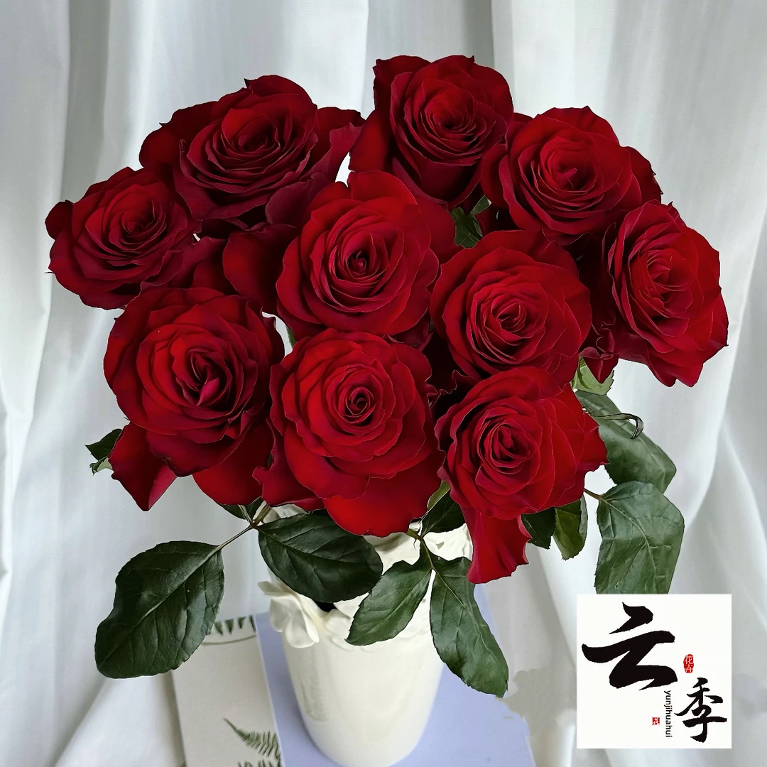 【云季花卉】【高原红】单头玫瑰新鲜鲜花云南基地直发适合客厅装饰